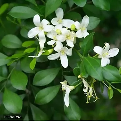 Live Rare Murraya Paniculata Jasmine Plant-thumb0