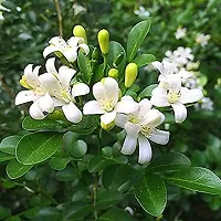 Live Rare Murraya Paniculata Jasmine Plant-thumb1