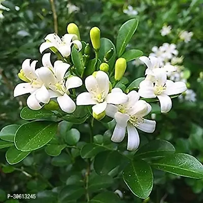 Live Rare Murraya Paniculata Jasmine Plant-thumb2