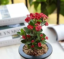 Beautiful Euphorbia Flower Live Plant-thumb1