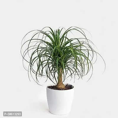 Beaucarnea Recurvata Nolina Ponytail Plant-thumb0