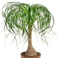 Beaucarnea Recurvata Nolina Ponytail Plant-thumb1