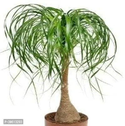 Beaucarnea Recurvata Nolina Ponytail Plant-thumb2