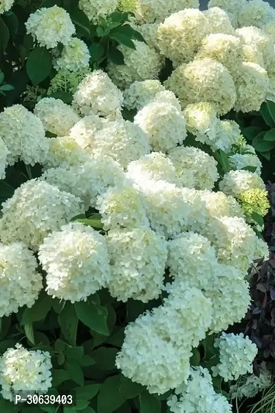 APOSOLUARD White Hydrangea Live Plant Hydrangea macrophylla Hydrangea Hydengia Hydenzia Hydrangia Macrophylla Flower Plant For Outdoor and Indoor-thumb2