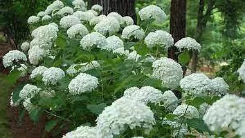 APOSOLUARD White Hydrangea Live Plant Hydrangea macrophylla Hydrangea Hydengia Hydenzia Hydrangia Macrophylla Flower Plant For Outdoor and Indoor-thumb3