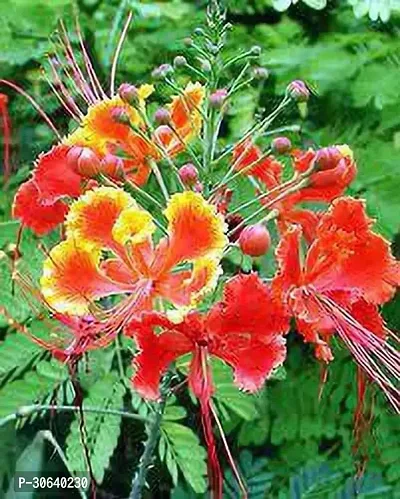 APOSOLUARD Plant Gulmohar Krishnachura/Kempu Torai/Gentige Hoo Beautiful Flowers Garden Live Plant-thumb0