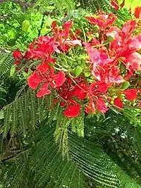 APOSOLUARD Plant Gulmohar Krishnachura/Kempu Torai/Gentige Hoo Beautiful Flowers Garden Live Plant-thumb1