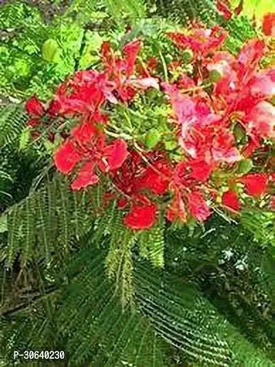 APOSOLUARD Plant Gulmohar Krishnachura/Kempu Torai/Gentige Hoo Beautiful Flowers Garden Live Plant-thumb2