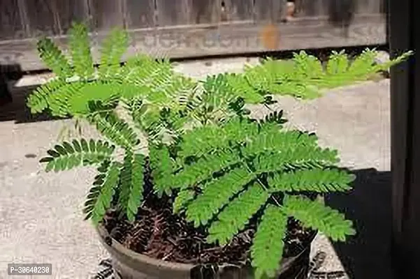 APOSOLUARD Plant Gulmohar Krishnachura/Kempu Torai/Gentige Hoo Beautiful Flowers Garden Live Plant-thumb3