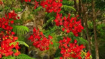 APOSOLUARD Plant Gulmohar Krishnachura/Kempu Torai/Gentige Hoo Beautiful Flowers Garden Live Plant-thumb3