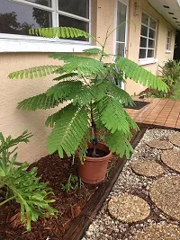 APOSOLUARD Plant Gulmohar Krishnachura/Kempu Torai/Gentige Hoo Beautiful Flowers Garden Live Plant-thumb4