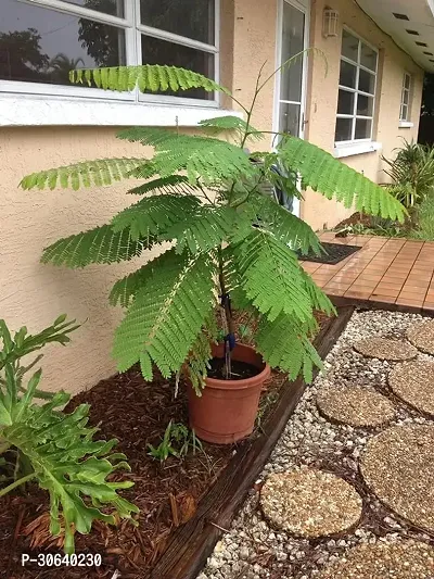 APOSOLUARD Plant Gulmohar Krishnachura/Kempu Torai/Gentige Hoo Beautiful Flowers Garden Live Plant-thumb5