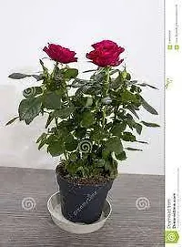 APOSOLUARD Red Desi Rose Live Plant Desi Gulab Plant Rosa moschata Flower Plant All Season Plant Fragrant Rose Plant For Home and Garden-thumb1