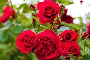 APOSOLUARD Red Desi Rose Live Plant Desi Gulab Plant Rosa moschata Flower Plant All Season Plant Fragrant Rose Plant For Home and Garden-thumb2