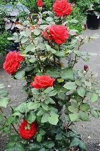 APOSOLUARD Red Desi Rose Live Plant Desi Gulab Plant Rosa moschata Flower Plant All Season Plant Fragrant Rose Plant For Home and Garden-thumb3