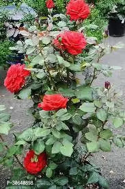 APOSOLUARD Red Desi Rose Live Plant Desi Gulab Plant Rosa moschata Flower Plant All Season Plant Fragrant Rose Plant For Home and Garden-thumb4