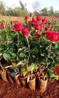 APOSOLUARD Red Desi Rose Live Plant Desi Gulab Plant Rosa moschata Flower Plant All Season Plant Fragrant Rose Plant For Home and Garden-thumb4