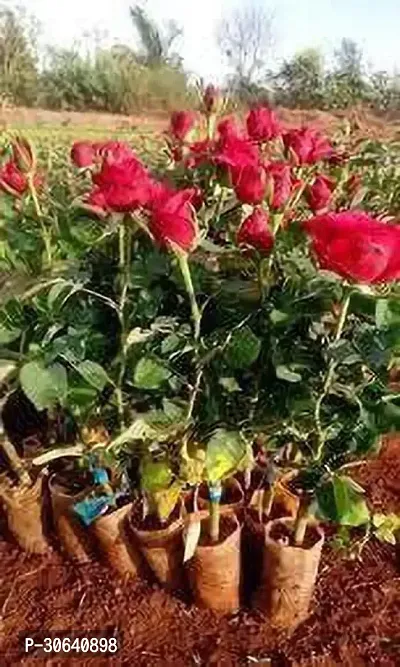 APOSOLUARD Red Desi Rose Live Plant Desi Gulab Plant Rosa moschata Flower Plant All Season Plant Fragrant Rose Plant For Home and Garden-thumb5