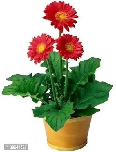 APOSOLUARD Gerbera Plant Gerbera Jamesoni Calfornia Flower Healthy Live Plant All Season For Indoor And Outdoor Plant Pack of 1-thumb0