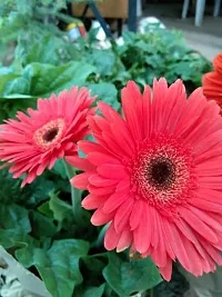 APOSOLUARD Gerbera Plant Gerbera Jamesoni Calfornia Flower Healthy Live Plant All Season For Indoor And Outdoor Plant Pack of 1-thumb1