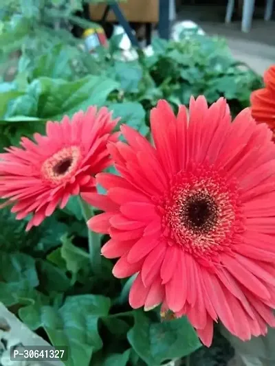 APOSOLUARD Gerbera Plant Gerbera Jamesoni Calfornia Flower Healthy Live Plant All Season For Indoor And Outdoor Plant Pack of 1-thumb2