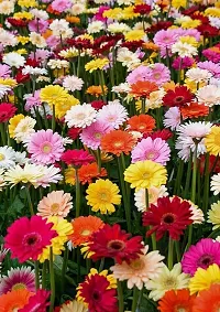 APOSOLUARD Gerbera Plant Gerbera Jamesoni Calfornia Flower Healthy Live Plant All Season For Indoor And Outdoor Plant Pack of 1-thumb2