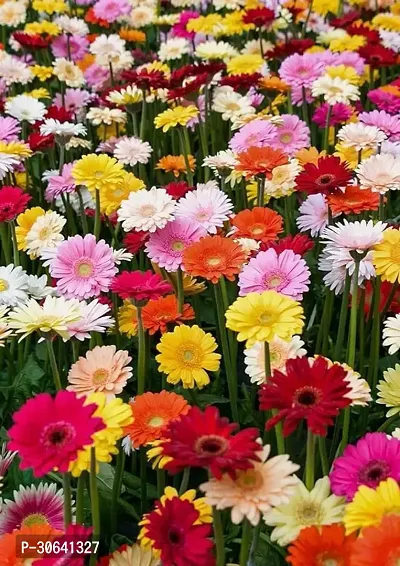 APOSOLUARD Gerbera Plant Gerbera Jamesoni Calfornia Flower Healthy Live Plant All Season For Indoor And Outdoor Plant Pack of 1-thumb3