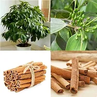 APOSOLUARD Cinnamon Plant Live Spice Karuvapatta Grafted Tree(Height 1.5-2.5 Feet) Darchini Tree Plant Bark herb Plant For Home Garden True 1 Healthy Dalchini Plant Live-thumb1