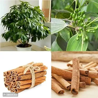 APOSOLUARD Cinnamon Plant Live Spice Karuvapatta Grafted Tree(Height 1.5-2.5 Feet) Darchini Tree Plant Bark herb Plant For Home Garden True 1 Healthy Dalchini Plant Live-thumb2