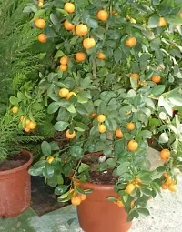 APOSOLUARD Honey Murcott Orange Variety Grafted Santra Fruit Live Plants  Tree(1-2 Feet Size)-thumb2