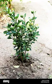 APOSOLUARD Honey Murcott Orange Variety Grafted Santra Fruit Live Plants  Tree(1-2 Feet Size)-thumb4