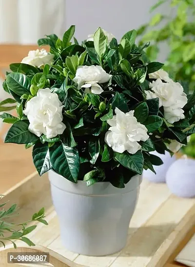 APOSOLUARD Jasmine Gardenia Florida Kaboklei Suvasane Malle Gandhraj Gandroya Gulchand Gandharaj Cape plant pack of 1-thumb0