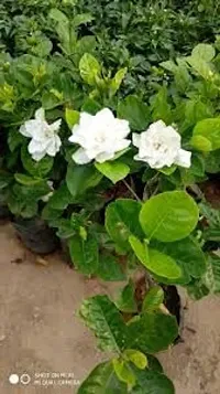 APOSOLUARD Jasmine Gardenia Florida Kaboklei Suvasane Malle Gandhraj Gandroya Gulchand Gandharaj Cape plant pack of 1-thumb1