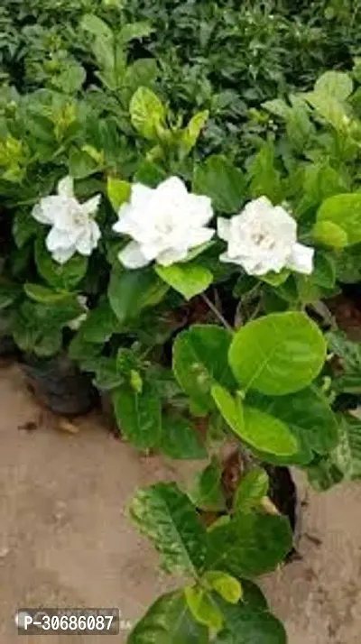 APOSOLUARD Jasmine Gardenia Florida Kaboklei Suvasane Malle Gandhraj Gandroya Gulchand Gandharaj Cape plant pack of 1-thumb2