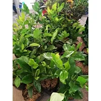 APOSOLUARD Jasmine Gardenia Florida Kaboklei Suvasane Malle Gandhraj Gandroya Gulchand Gandharaj Cape plant pack of 1-thumb2