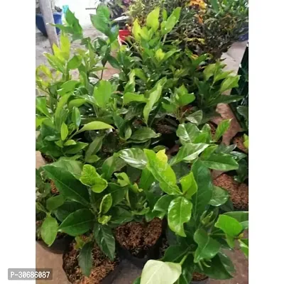 APOSOLUARD Jasmine Gardenia Florida Kaboklei Suvasane Malle Gandhraj Gandroya Gulchand Gandharaj Cape plant pack of 1-thumb3