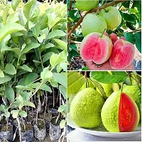 APOSOLUARD Guava Red Dimond Amrood Variety Live Plant with fruit (Air Layering/Grafted) Live Plants-thumb1