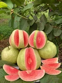 APOSOLUARD Guava Red Dimond Amrood Variety Live Plant with fruit (Air Layering/Grafted) Live Plants-thumb2