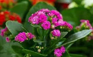 APOSOLUARD All season beautiful special variety live Hybrid kalanchoe flower plant outdoor flower tree plant for home garden plant (pack of 1)-thumb1