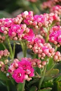 APOSOLUARD All season beautiful special variety live Hybrid kalanchoe flower plant outdoor flower tree plant for home garden plant (pack of 1)-thumb2