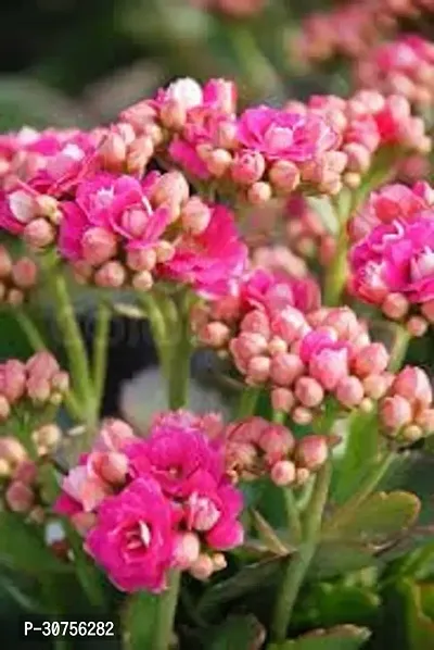 APOSOLUARD All season beautiful special variety live Hybrid kalanchoe flower plant outdoor flower tree plant for home garden plant (pack of 1)-thumb3