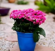 APOSOLUARD All season beautiful special variety live Hybrid kalanchoe flower plant outdoor flower tree plant for home garden plant (pack of 1)-thumb3