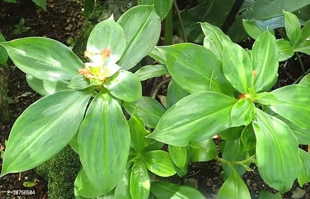 APOSOLUARD Costus Igneus Medicinal Plant,Insulin Plant for Diabetes Treatment Revolutionize Management Sugar Perennial Herb Indoor/Outdoor Live Plant