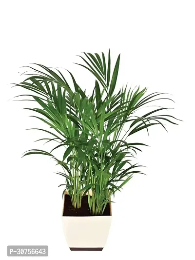 APOSOLUARD Areca Palm Air Purifier Natural Live Plant For Indoor Balcony Plant mini Air Purification Live Plant (Pack of 1)-thumb0