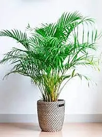 APOSOLUARD Areca Palm Air Purifier Natural Live Plant For Indoor Balcony Plant mini Air Purification Live Plant (Pack of 1)-thumb3