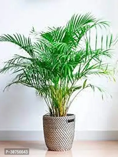 APOSOLUARD Areca Palm Air Purifier Natural Live Plant For Indoor Balcony Plant mini Air Purification Live Plant (Pack of 1)-thumb4