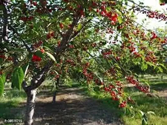 APOSOLUARD Sweet Red Barbados Cherry Wild Cherry Prunus avium Air Layering Grafted Healthy Live Plant-thumb0