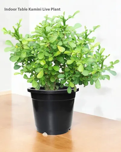 Best Selling Plant & Planters 