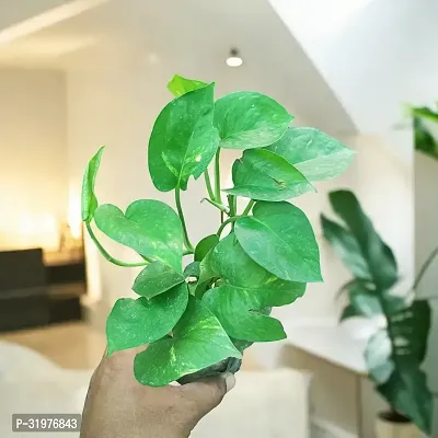 Indoor Green Money Plant