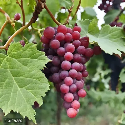 Sweet Red Grapes Plant-thumb0